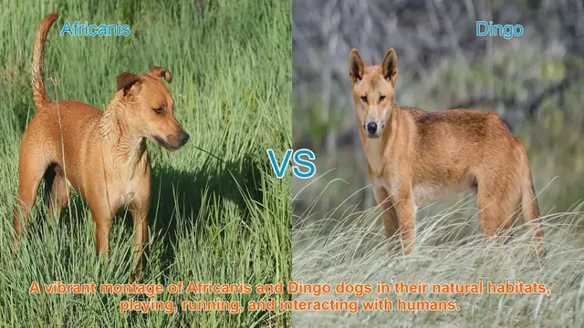 Video thumbnail for Africanis vs. Dingo: A Comparative Exploration