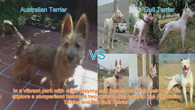 Video thumbnail for Comparing Australian Terrier and Gull Terrier: A Guide to Choosing the Right Breed