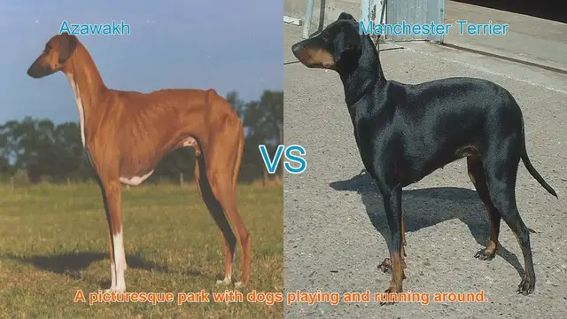 Video thumbnail for Comparing Azawakh and Manchester Terrier: Unique Long-Leg Dog Breeds