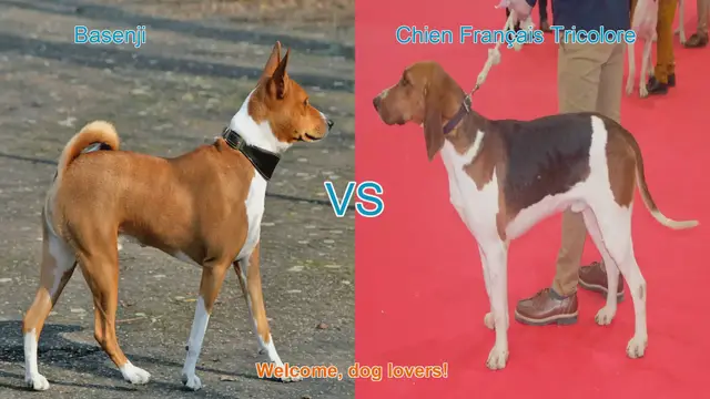 Video thumbnail for Basenji vs. Chien Français Tricolore: A Comparison of Unique Dog Breeds
