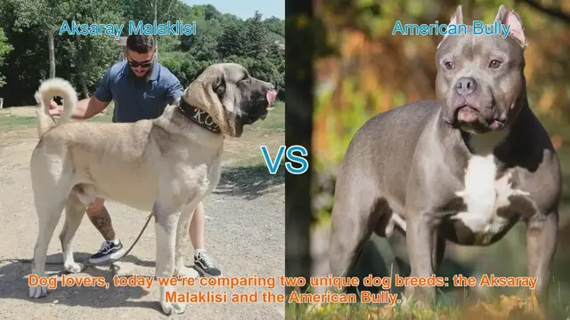 Video thumbnail for Aksaray Malaklisi vs. American Bully: A Comprehensive Comparison
