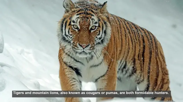 Video thumbnail for 10 Key Differences Between Tigers and Mountain Lions