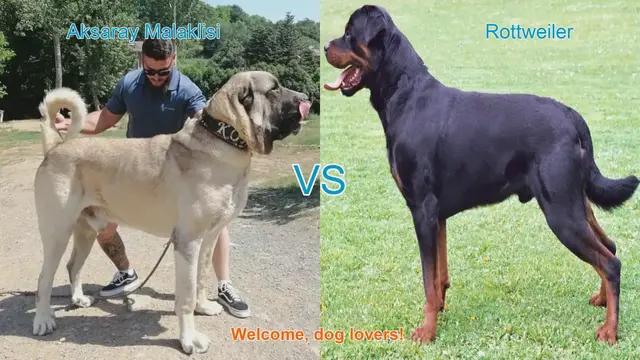 Video thumbnail for Aksaray Malaklisi vs. Rottweiler: A Comprehensive Comparison