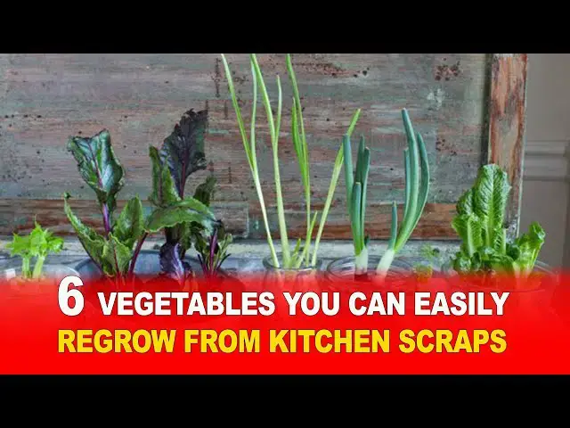 Video thumbnail for 6 Vegetables You Can Easily Regrow from Kitchen Scraps 🥬🌱 | No Garden Needed!