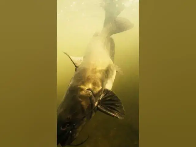 Video thumbnail for What is your GO-TO species to target? What did we miss??🧐