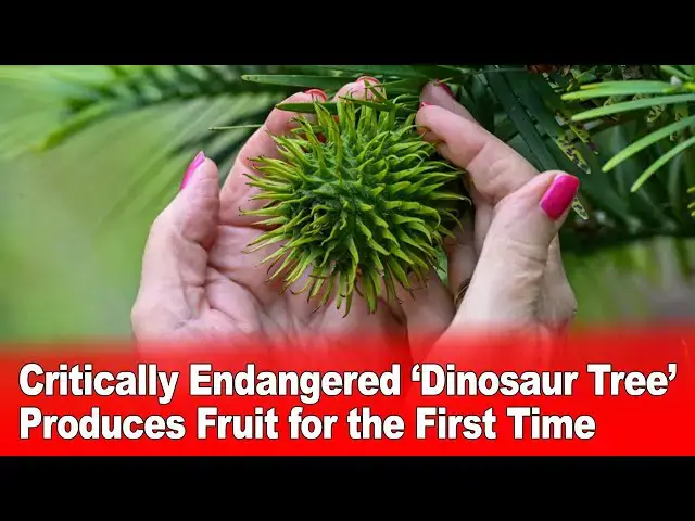 Video thumbnail for Critically Endangered ‘Dinosaur Tree’ Produces Fruit for the First Time