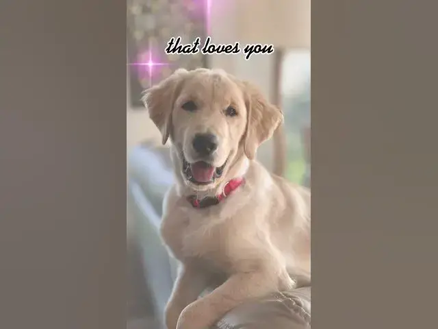 Video thumbnail for The Unconditional Love of Dogs