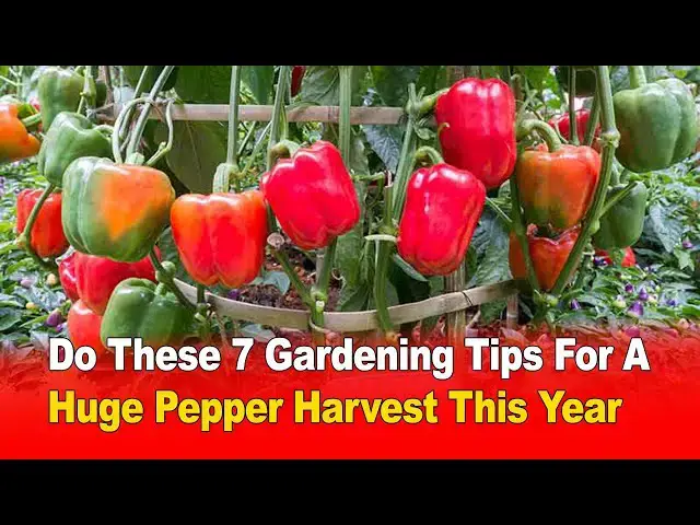 Video thumbnail for Do These 7 Gardening Tips for a HUGE Pepper Harvest This Year! 🌶️🌿