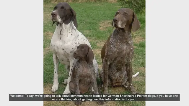Video thumbnail for Common Health Issues in German Shorthaired Pointers
