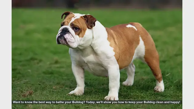 Video thumbnail for How to Bathe Your Bulldog: Step-by-Step Guide