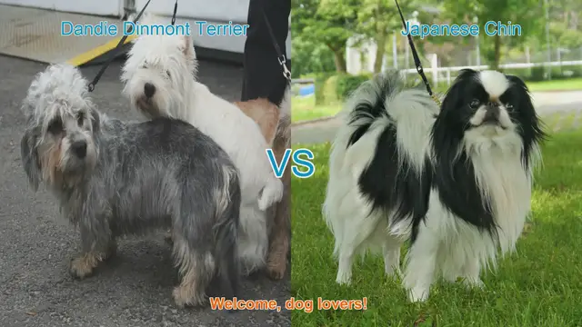Video thumbnail for Dandie Dinmont Terrier vs. Japanese Chin: A Comparison of Two Charming Dog Breeds