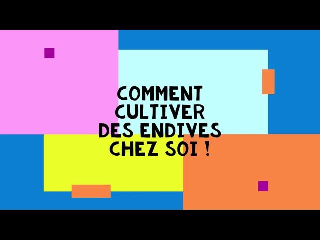 Video thumbnail for Cultiver des endives chez soi