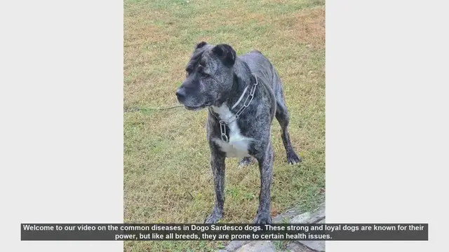 Video thumbnail for Common Health Issues in Dogo Sardesco Dogs: Prevention and Care