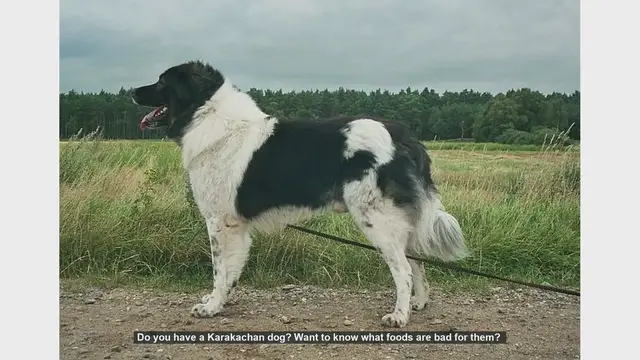 Video thumbnail for Foods to Avoid for Your Karakachan Dog: Keep Them Safe and Healthy!