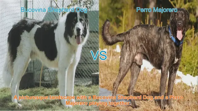 Video thumbnail for Bucovina Shepherd Dog vs. Perro Majorero: A Comparative Analysis