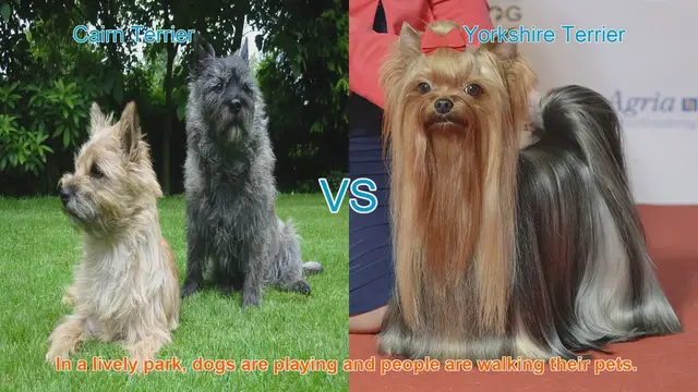 Video thumbnail for Cairn Terrier vs. Yorkshire Terrier: A Comprehensive Comparison