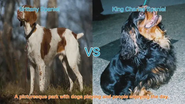 Video thumbnail for Brittany Spaniel vs. King Charles Spaniel: A Comprehensive Comparison
