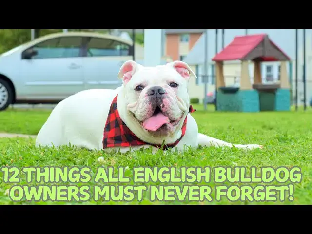 Video thumbnail for 12 Things All English Bulldog Owners Must Never Forget! 🐶