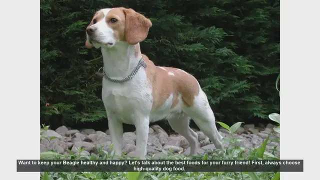Video thumbnail for Top Foods to Keep Your Beagle Healthy and Happy
