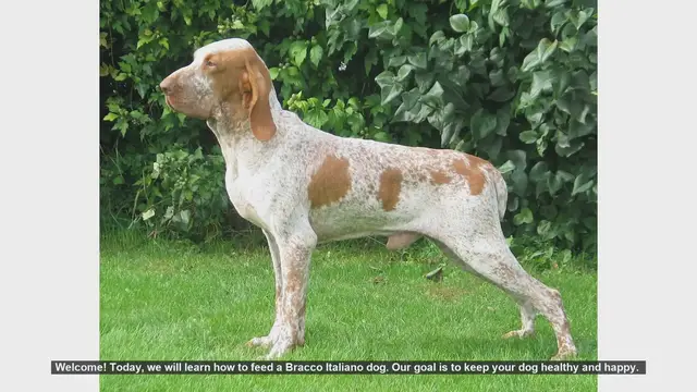 Video thumbnail for How to Feed Your Bracco Italiano: Tips for a Healthy and Happy Dog