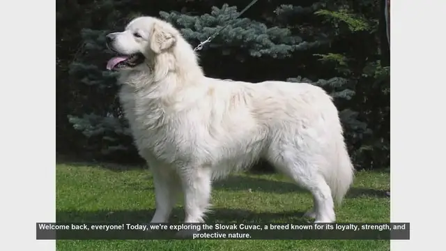 Video thumbnail for Slovak Cuvac: Pros and Cons of This Loyal Guardian