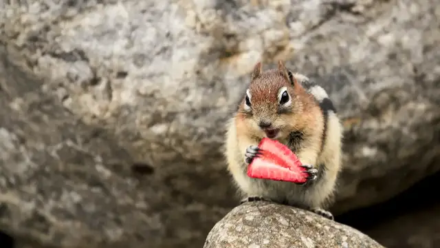 Video thumbnail for Lake Louise - Plain of Six Glaciers