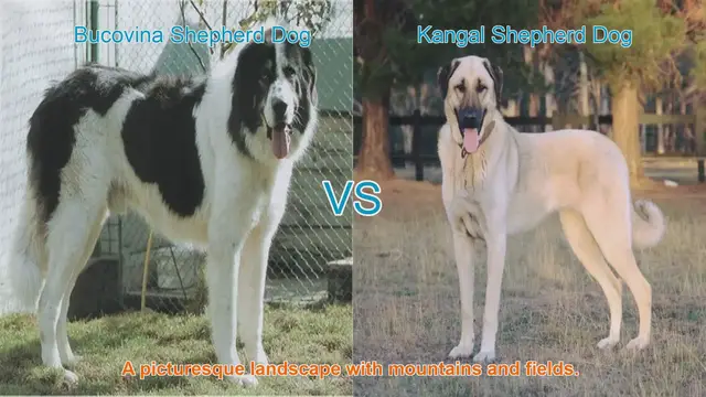 Video thumbnail for Bucovina vs. Kangal Shepherd Dogs: A Comparison of Majestic Guardians