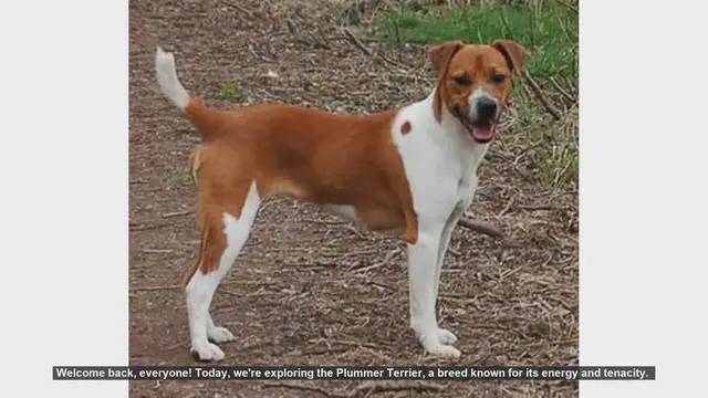 Video thumbnail for Plummer Terrier: Pros and Cons of This Energetic Breed