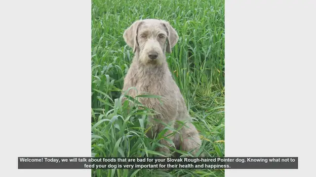Video thumbnail for Foods to Avoid for Your Slovak Rough-haired Pointer
