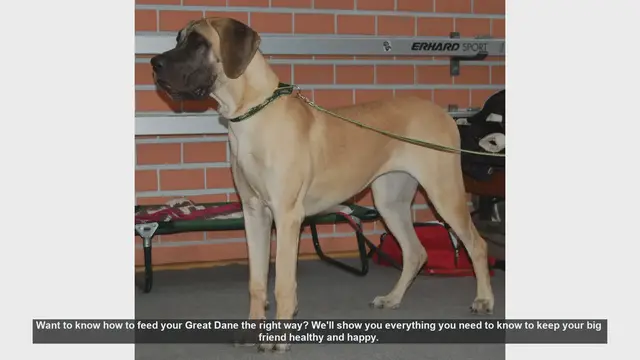 Video thumbnail for How to Feed Your Great Dane: Essential Tips for a Healthy and Happy Dog