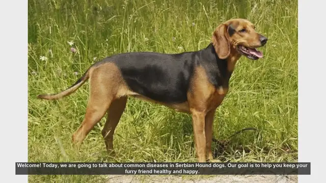 Video thumbnail for Common Health Issues in Serbian Hound Dogs: Prevention and Care Tips