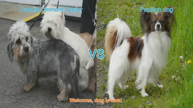Video thumbnail for Dandie Dinmont Terrier vs. Papillon: A Comparison of Two Charming Dog Breeds