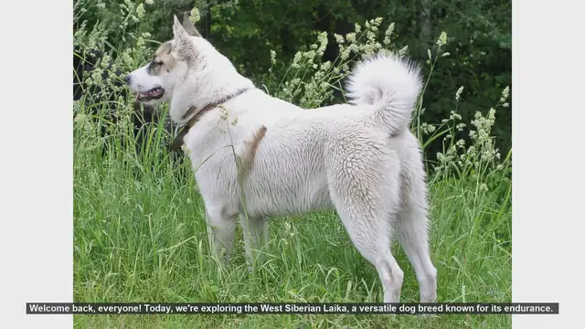 Video thumbnail for West Siberian Laika: Pros and Cons of This Energetic Breed