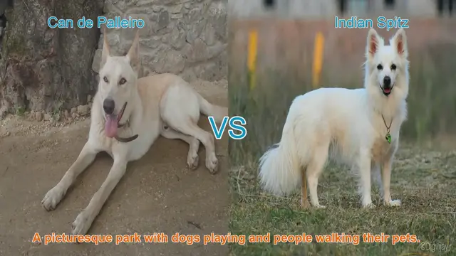 Video thumbnail for Comparing Can de Palleiro and Indian Spitz Dog Breeds