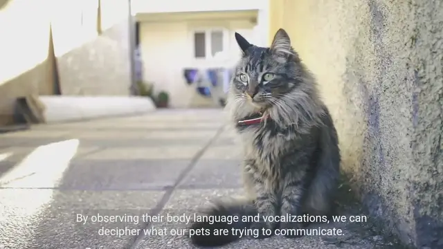 Video thumbnail for Understanding Pet Behavior: A Guide to Decode Your pets emotions