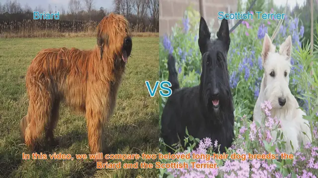 Video thumbnail for Briard vs. Scottish Terrier: A Comparison of Beloved Long-Hair Dog Breeds
