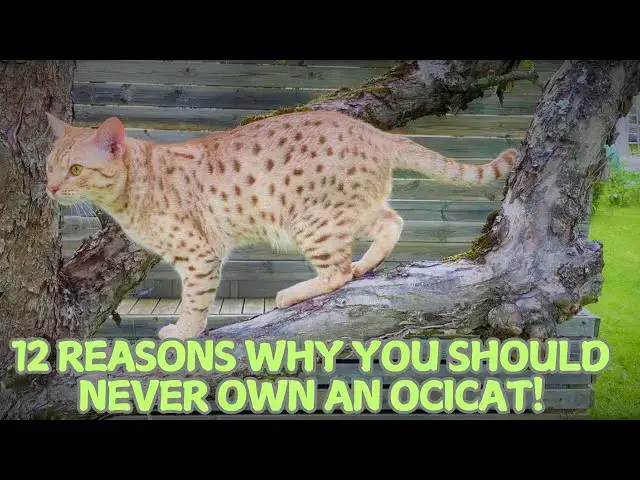 Video thumbnail for 12 Reasons Why You Should Never Own an Ocicat! 🐆🚫