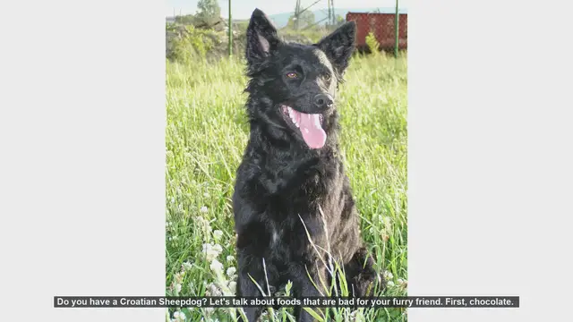 Video thumbnail for Dangerous Foods for Your Croatian Sheepdog: What to Avoid