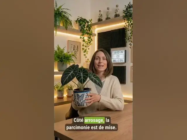 Video thumbnail for Comment prendre soin de l'Alocasia Black Velvet ? #alocasia #plante #jardin