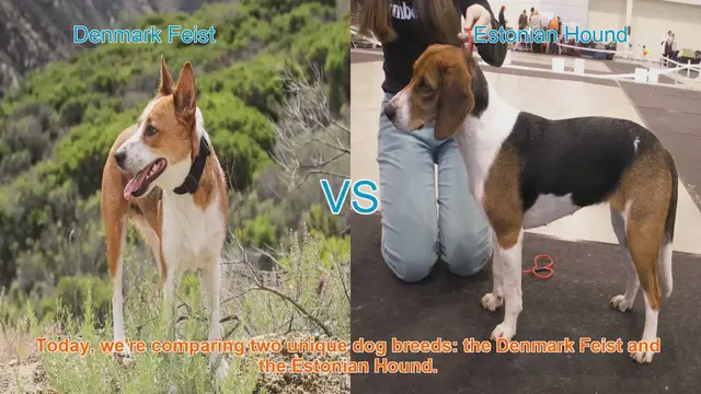 Video thumbnail for Dog Breed Showdown: Denmark Feist vs. Estonian Hound