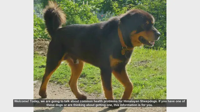 Video thumbnail for Common Health Problems in Himalayan Sheepdogs: What You Need to Know