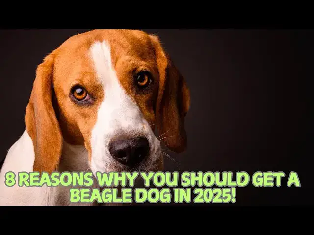 Video thumbnail for 8 Reasons Why You Should Get a Beagle Dog in 2025! 🐶✨