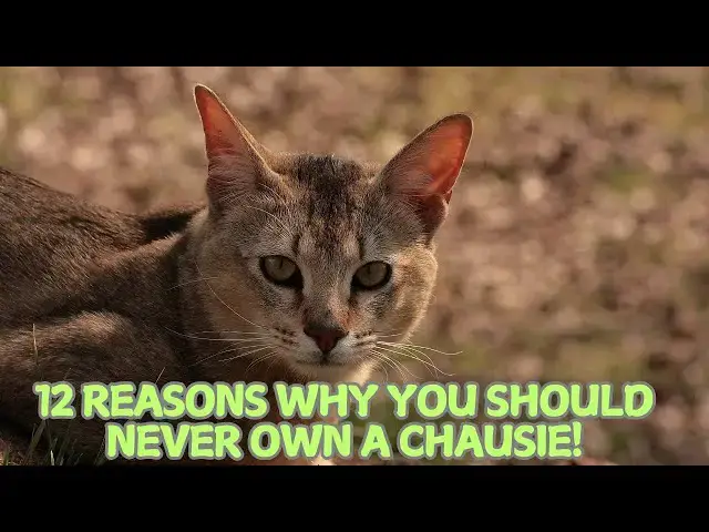 Video thumbnail for 12 Reasons Why You Should Never Own a Chausie! 🚫🐆
