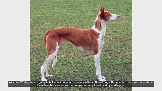 Video thumbnail for Common Health Issues in Ibizan Hound Dogs: What You Need to Know