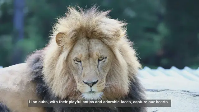 Video thumbnail for 10 Ways Lion Cubs Benefit from Pride Life