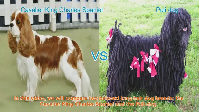 Video thumbnail for Cavalier King Charles Spaniel vs. Puli Dog: A Comprehensive Comparison