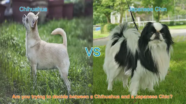 Video thumbnail for Chihuahua vs. Japanese Chin: A Comparison of Small Dog Breeds