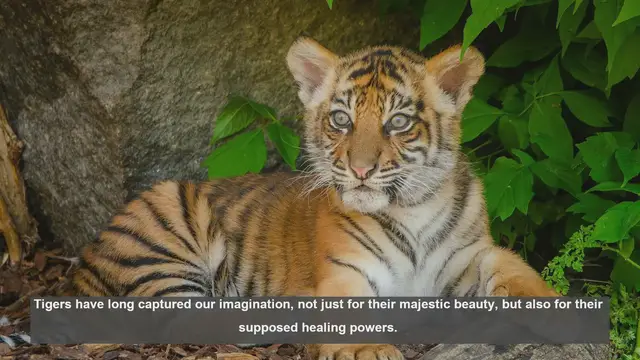 Video thumbnail for 10 Traditional Tiger Medicine Beliefs: Myths and Conservation Concerns