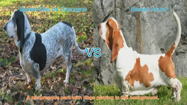 Video thumbnail for Basset Bleu de Gascogne vs. Basset Hound: A Comparison of Two Beloved Breeds