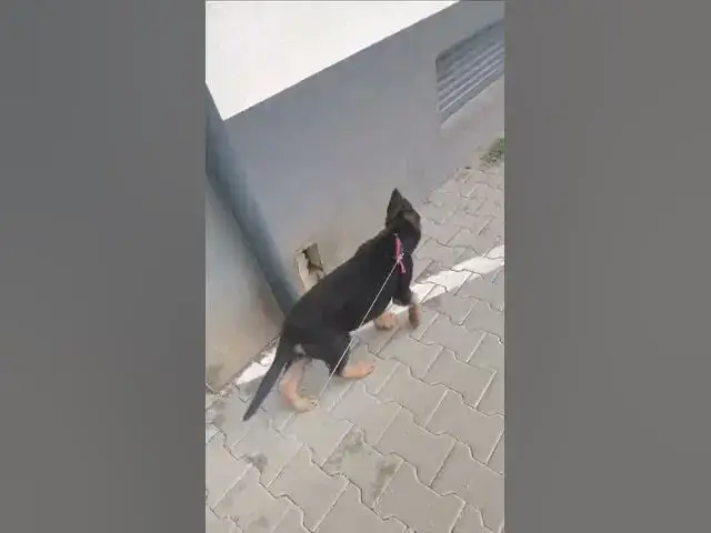 'Video thumbnail for Sweetest Dog in The World'